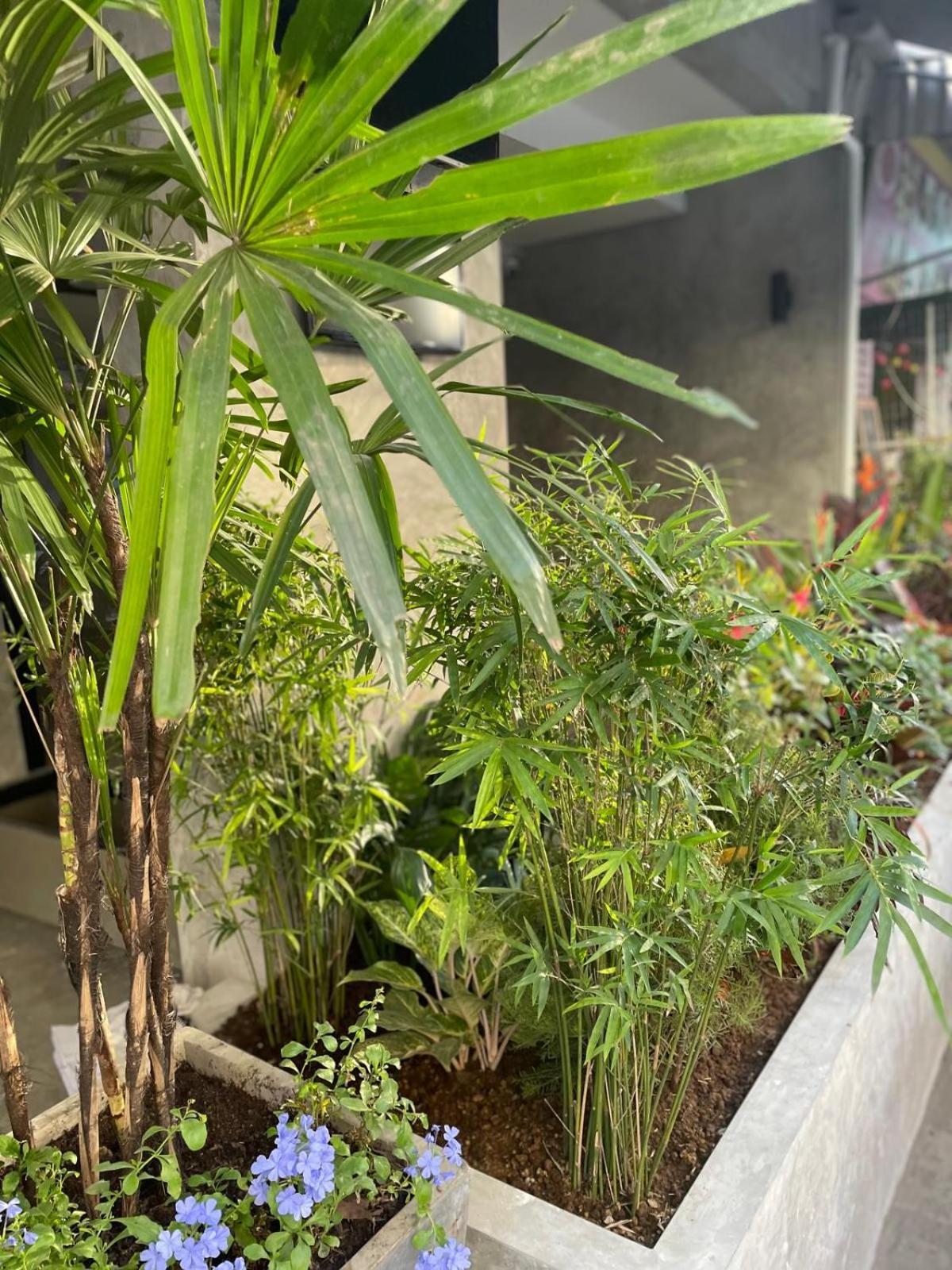 Bh Cozy Paradise Patong Eksteriør bilde
